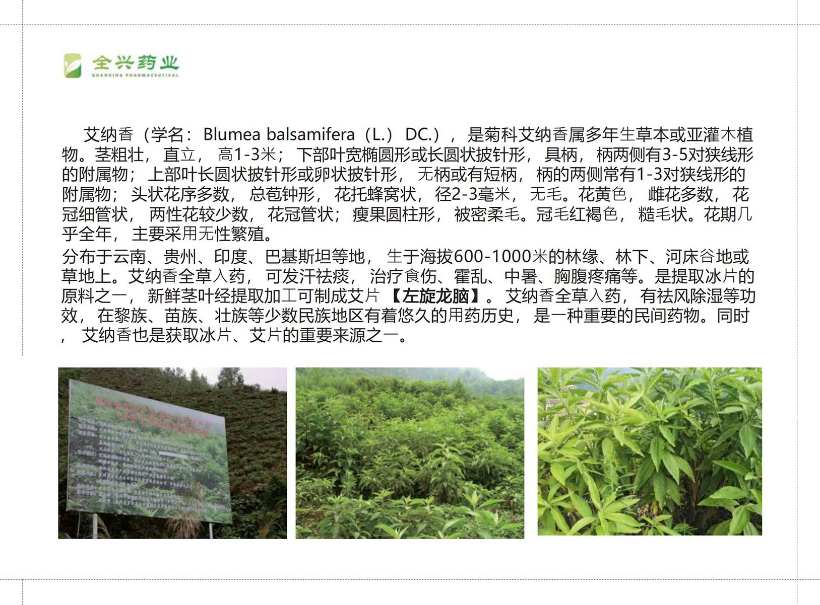 全兴药业艾纳香-3